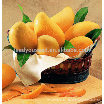 JMG01 Huangzuan Mango sementes para venda, plantio de sementes de manga